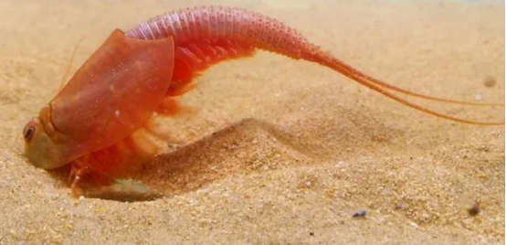 甘肃发现"三眼怪物",可在太空中繁育后代,在日本被