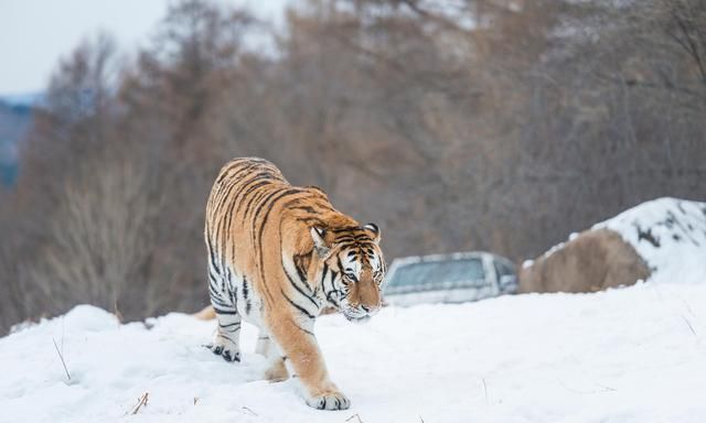 虎狼出没小心应对