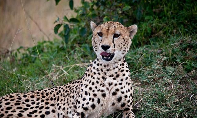 虎狼出没小心应对