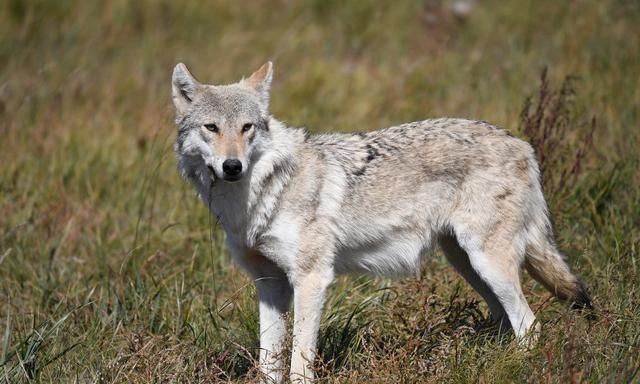 虎狼出没小心应对