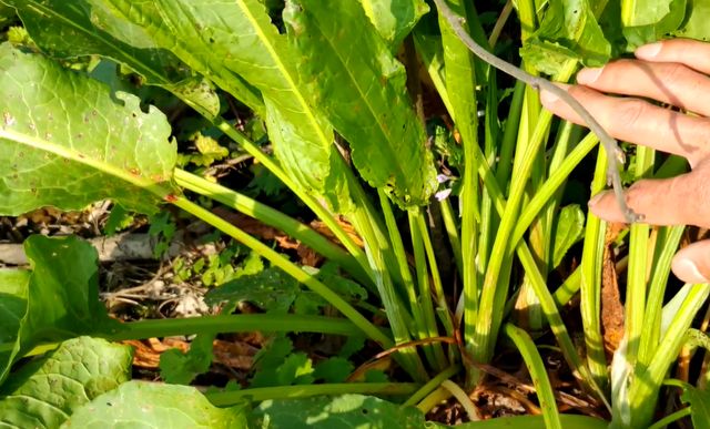 俗称野菠菜,农村娃把它当零食吃,殊不知根才是最珍贵的