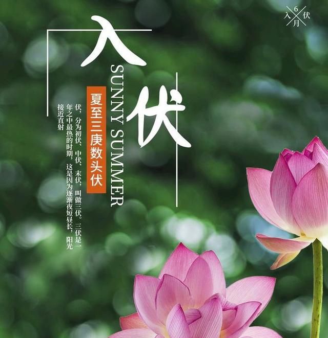 老话说:入伏吃只鸡,一年好身体,吃这种鸡才对,老传统别错过