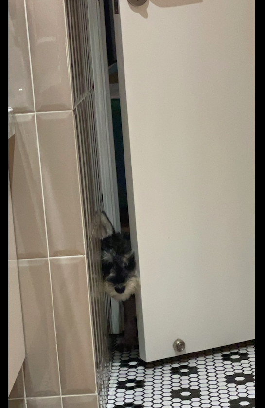 主人在上厕所，而狗狗直接用头将门挤出缝看，四目相对有点尴尬呀休闲区蓝鸢梦想 - Www.slyday.coM