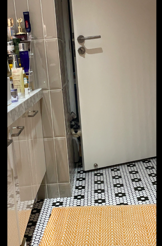 主人在上厕所，而狗狗直接用头将门挤出缝看，四目相对有点尴尬呀休闲区蓝鸢梦想 - Www.slyday.coM