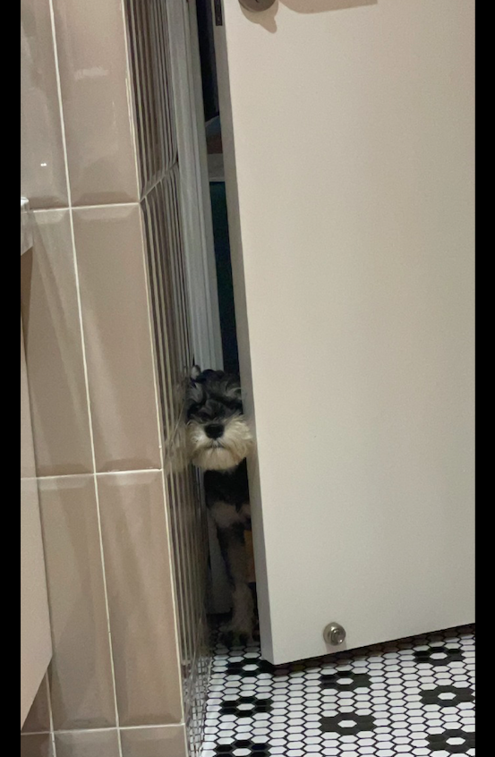 主人在上厕所，而狗狗直接用头将门挤出缝看，四目相对有点尴尬呀休闲区蓝鸢梦想 - Www.slyday.coM