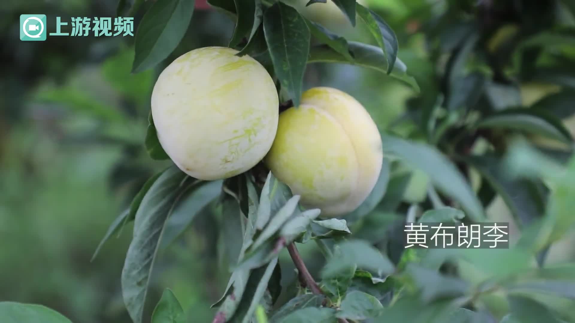 02:32 02:32 为您推荐: 探访山西大山世外桃源,10个山庄窝铺遇到3个人