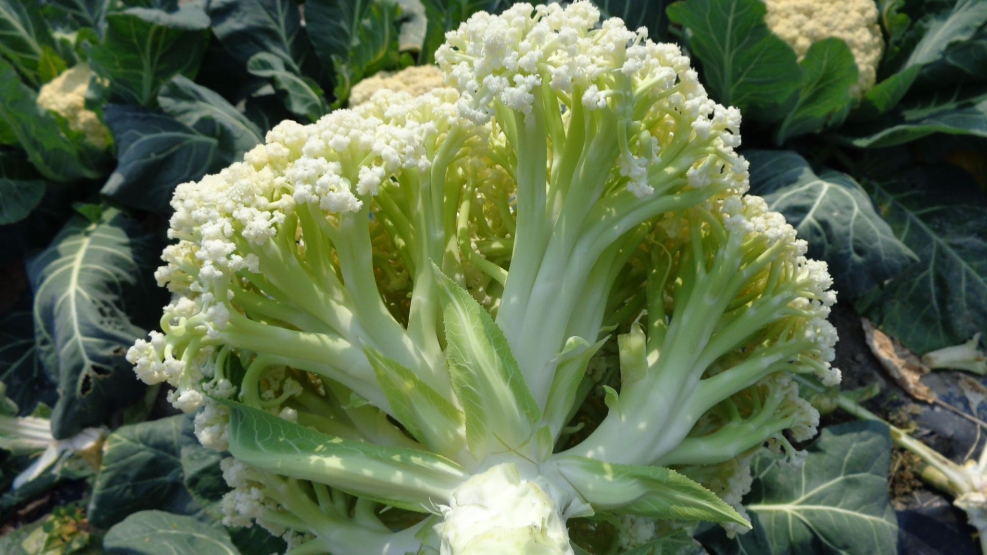 花菜又叫花椰菜,其实也是一种外来的蔬菜品种,但是现在已经在我国南方