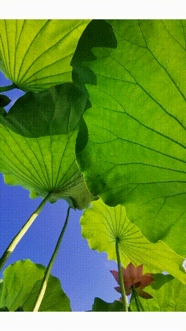 270_480竖版 竖屏gif 动态图 动图