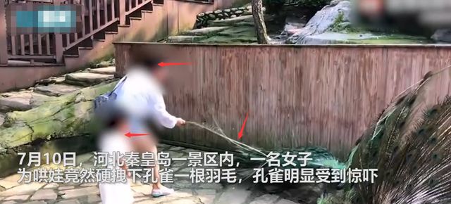 只能制止,不能处罚,景区回应女子为哄娃拽孔雀羽毛休闲区蓝鸢梦想 - Www.slyday.coM 只能制止,不能处罚,景区回应女子为哄娃拽孔雀羽毛休闲区蓝鸢梦想 - Www.slyday.coM