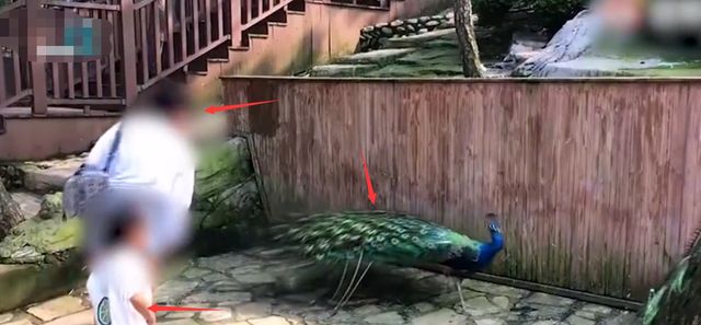 只能制止,不能处罚,景区回应女子为哄娃拽孔雀羽毛休闲区蓝鸢梦想 - Www.slyday.coM 只能制止,不能处罚,景区回应女子为哄娃拽孔雀羽毛休闲区蓝鸢梦想 - Www.slyday.coM