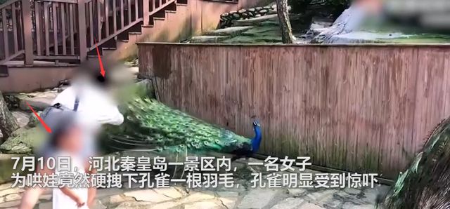 只能制止,不能处罚,景区回应女子为哄娃拽孔雀羽毛休闲区蓝鸢梦想 - Www.slyday.coM 只能制止,不能处罚,景区回应女子为哄娃拽孔雀羽毛休闲区蓝鸢梦想 - Www.slyday.coM