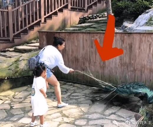 女子景区内拔掉孔雀羽毛网友怒了休闲区蓝鸢梦想 - Www.slyday.coM