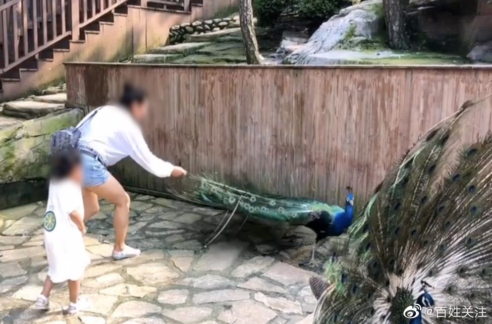 女子景区内拔掉孔雀羽毛网友怒了休闲区蓝鸢梦想 - Www.slyday.coM