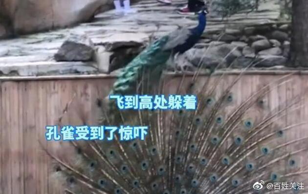 女子景区内拔掉孔雀羽毛网友怒了休闲区蓝鸢梦想 - Www.slyday.coM