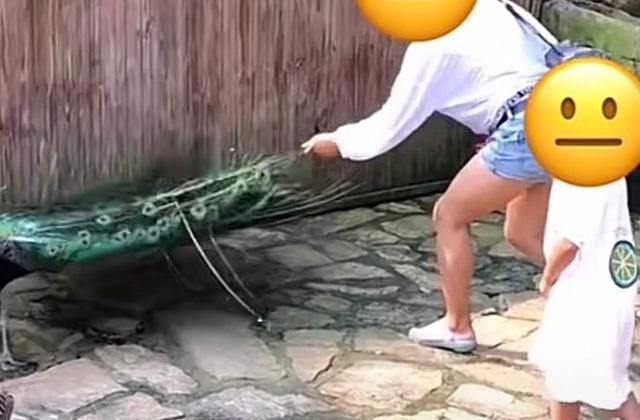 河北一位年轻女子在景区内猛拔孔雀羽毛,网友：孔雀看起来很痛苦休闲区蓝鸢梦想 - Www.slyday.coM