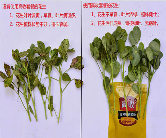 防治花生锈病用方方面面,每亩增产200斤