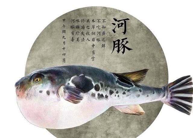 河豚爱情有毒的样子