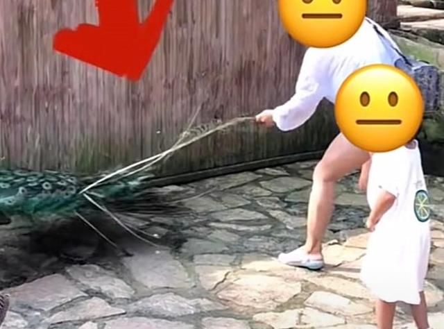 河北一位年轻女子在景区内猛拔孔雀羽毛,网友：孔雀看起来很痛苦休闲区蓝鸢梦想 - Www.slyday.coM