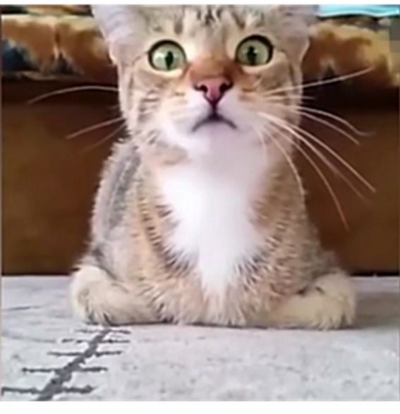 主人视频看猫咪,刚接通视频,猫咪竟瞪大眼睛看着它自己!