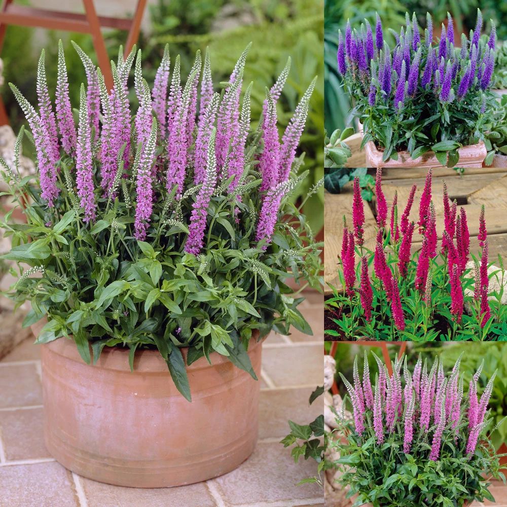 每个小院子都应该栽种的9种观赏花卉观叶植物