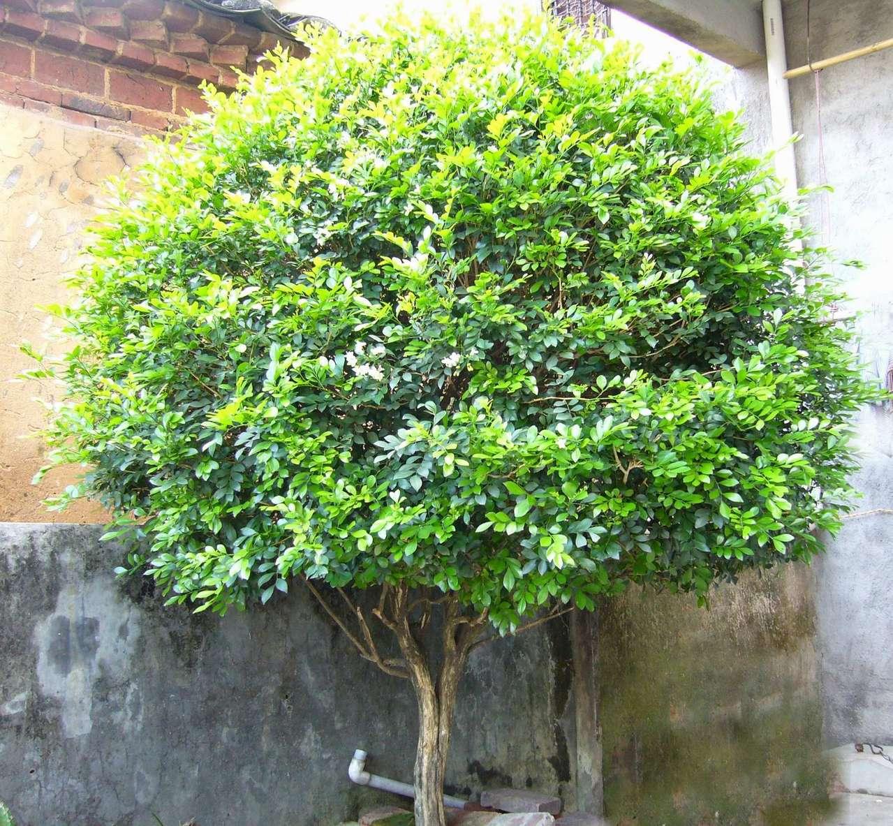 养花试试这款吧,种植容易,放在庭院里边,别有一番风味|九里香|叶片