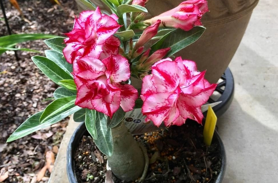 夏日炎炎养花赏花买这4样高温天花开正好好养又漂亮