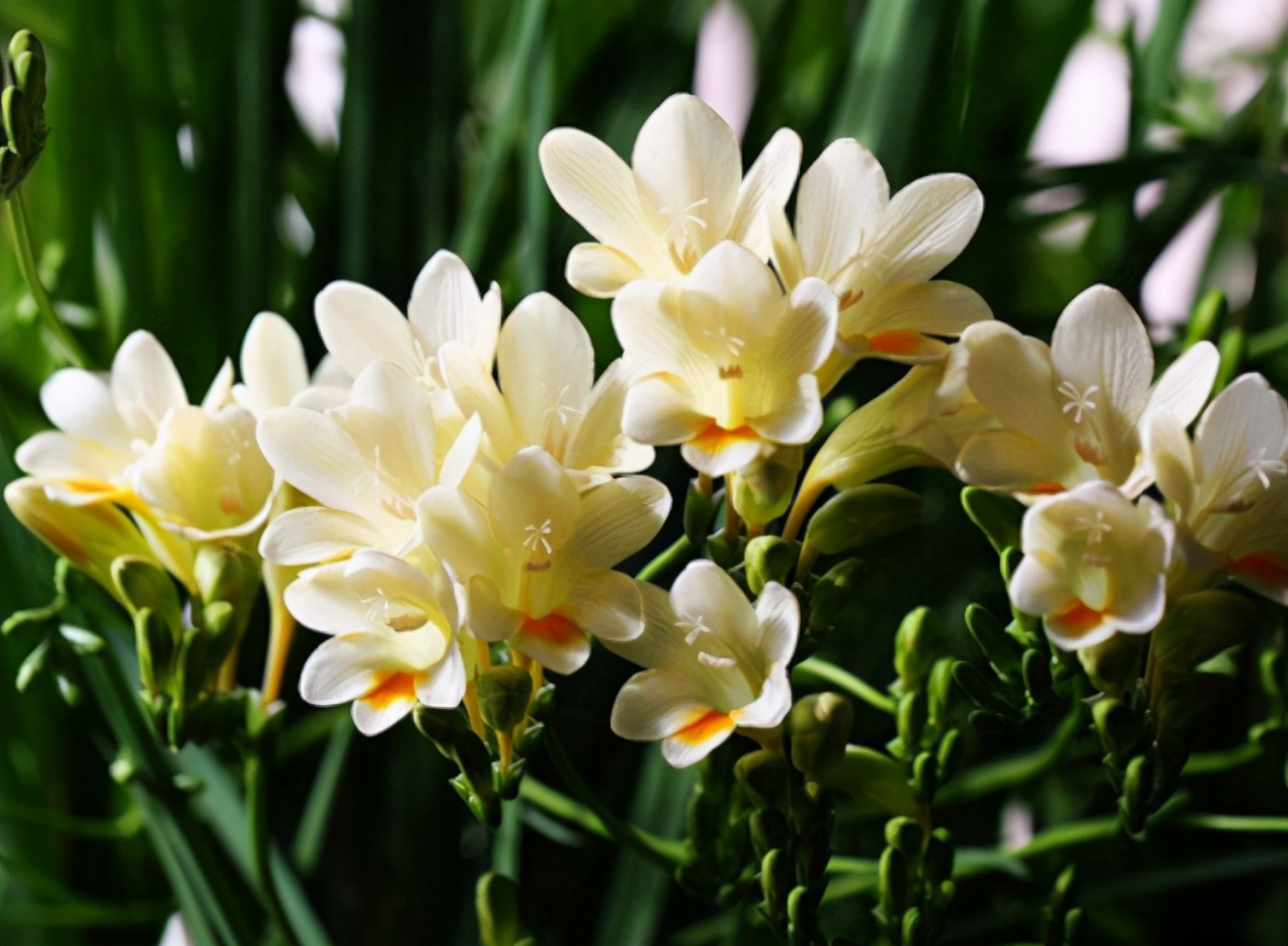 你拿香水喷过房间吗?喜欢养花会种这2种花,开花香味比香水好闻