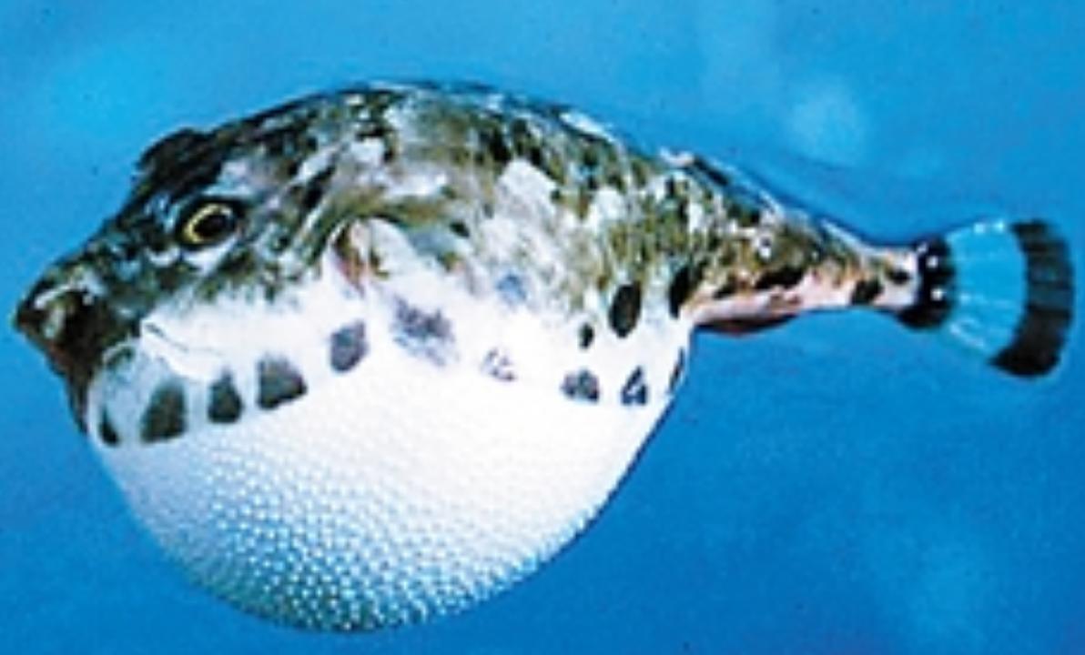 河豚把自己膨胀得像充气球,鳗鱼无从下口,眼睁睁看着它飘走