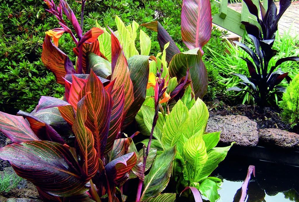 你家适合养哪些观赏植物,看完养花指南,室内和户外植物都能养好|植物