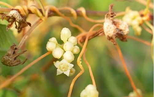 菟丝花鸠占鹊巢的老白花偷来的人生她不快活