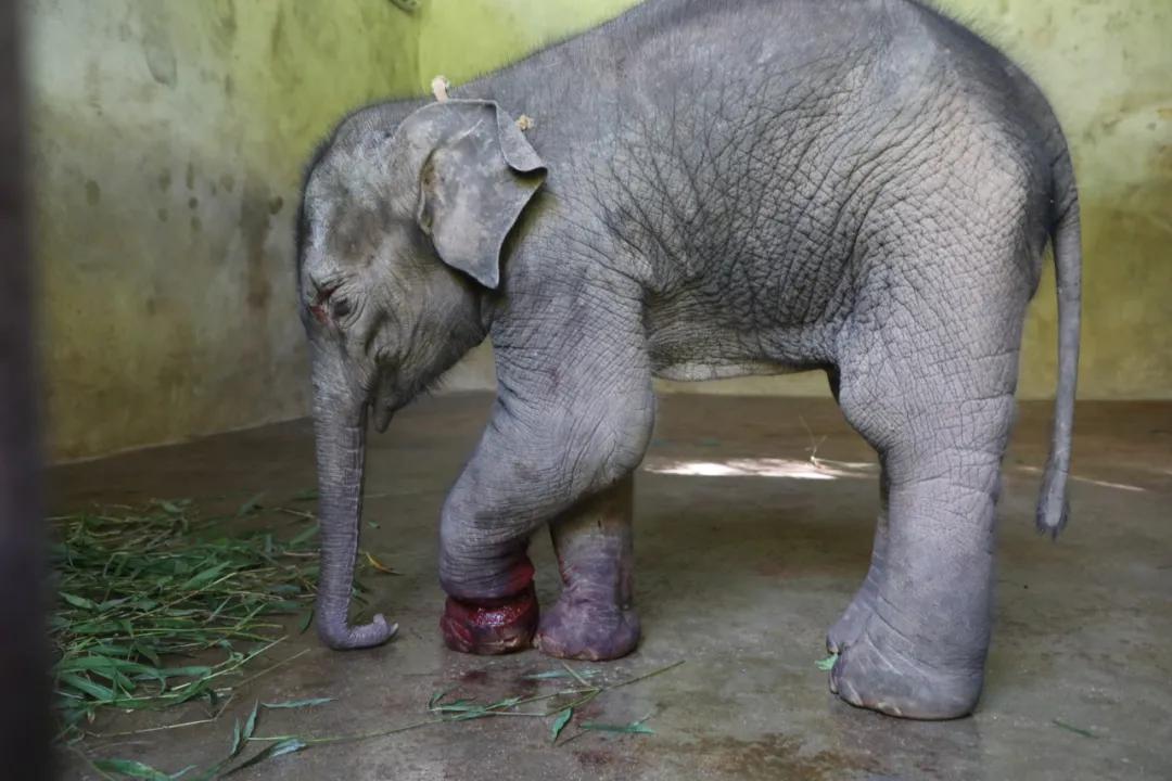 经常在农户的橡胶林,茶林中单独活动,再仔细观察后发现其左前脚受伤