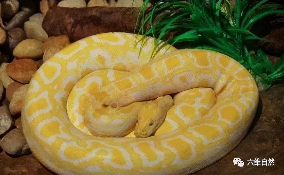 容易患多种疾病导致它死亡,同时由于黄金色的缅甸蟒失去了正常保护色