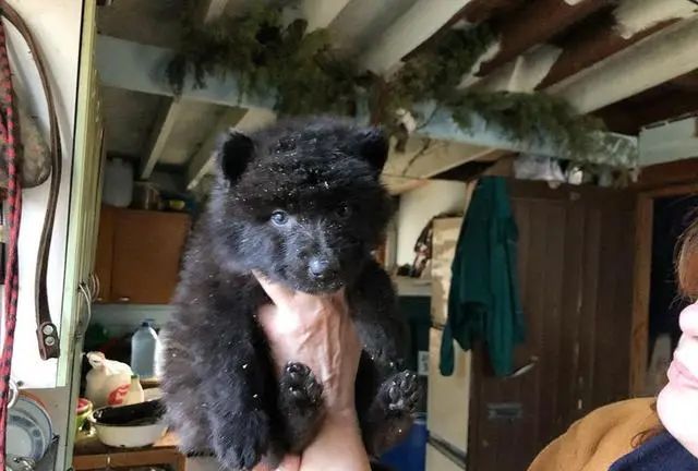 外出游玩发现1只小狗,带回家后越养越觉得不对劲:外国人胆子真大休闲区蓝鸢梦想 - Www.slyday.coM 外出游玩发现1只小狗,带回家后越养越觉得不对劲:外国人胆子真大休闲区蓝鸢梦想 - Www.slyday.coM