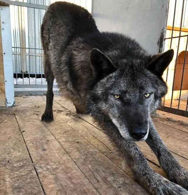 外出游玩发现1只小狗,带回家后越养越觉得不对劲:外国人胆子真大休闲区蓝鸢梦想 - Www.slyday.coM 外出游玩发现1只小狗,带回家后越养越觉得不对劲:外国人胆子真大休闲区蓝鸢梦想 - Www.slyday.coM