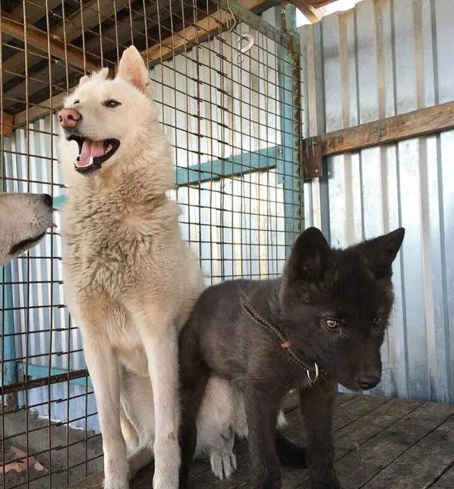 外出游玩发现1只小狗,带回家后越养越觉得不对劲:外国人胆子真大休闲区蓝鸢梦想 - Www.slyday.coM 外出游玩发现1只小狗,带回家后越养越觉得不对劲:外国人胆子真大休闲区蓝鸢梦想 - Www.slyday.coM