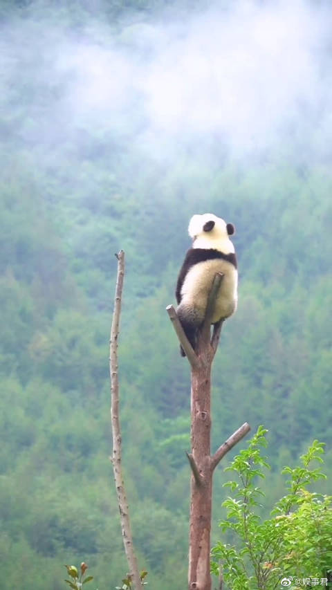 大熊猫 :蚩尤,人生短短几十年,我还等得到你吗?
