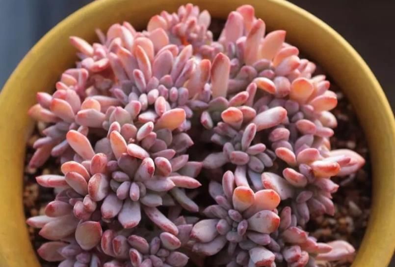 之霜,名字凉爽养护简单,35℃照样红彤彤,养的人不多|养护|多肉植物