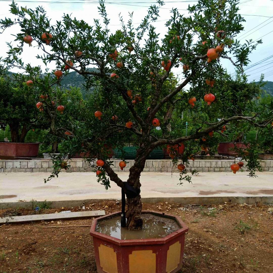 家有庭院,养好石榴盆栽,好运自然来