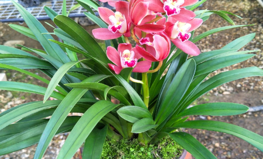 兰花界的"奇葩"红贵妃,堪称盆栽佳品,养1盆四季开花