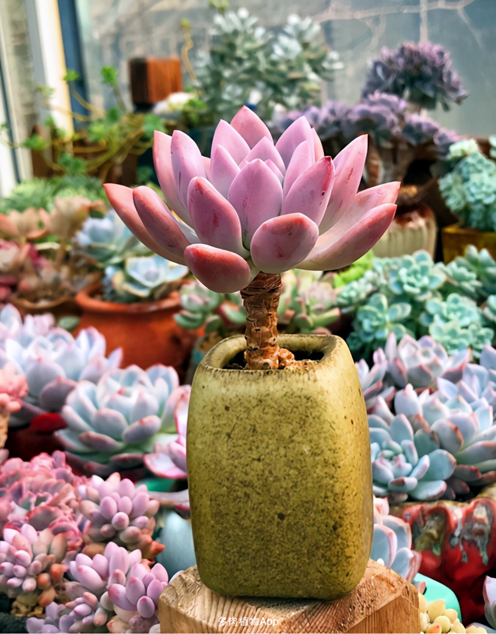 多肉奥普琳娜夏天会出现哪些问题如何预防以及解决方法