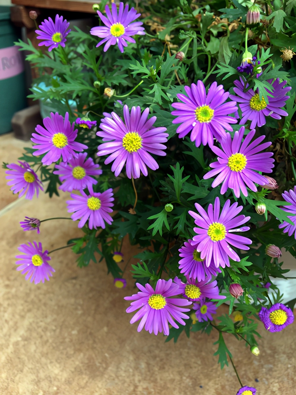 姬小菊的日常养护常见的病虫害该怎么预防