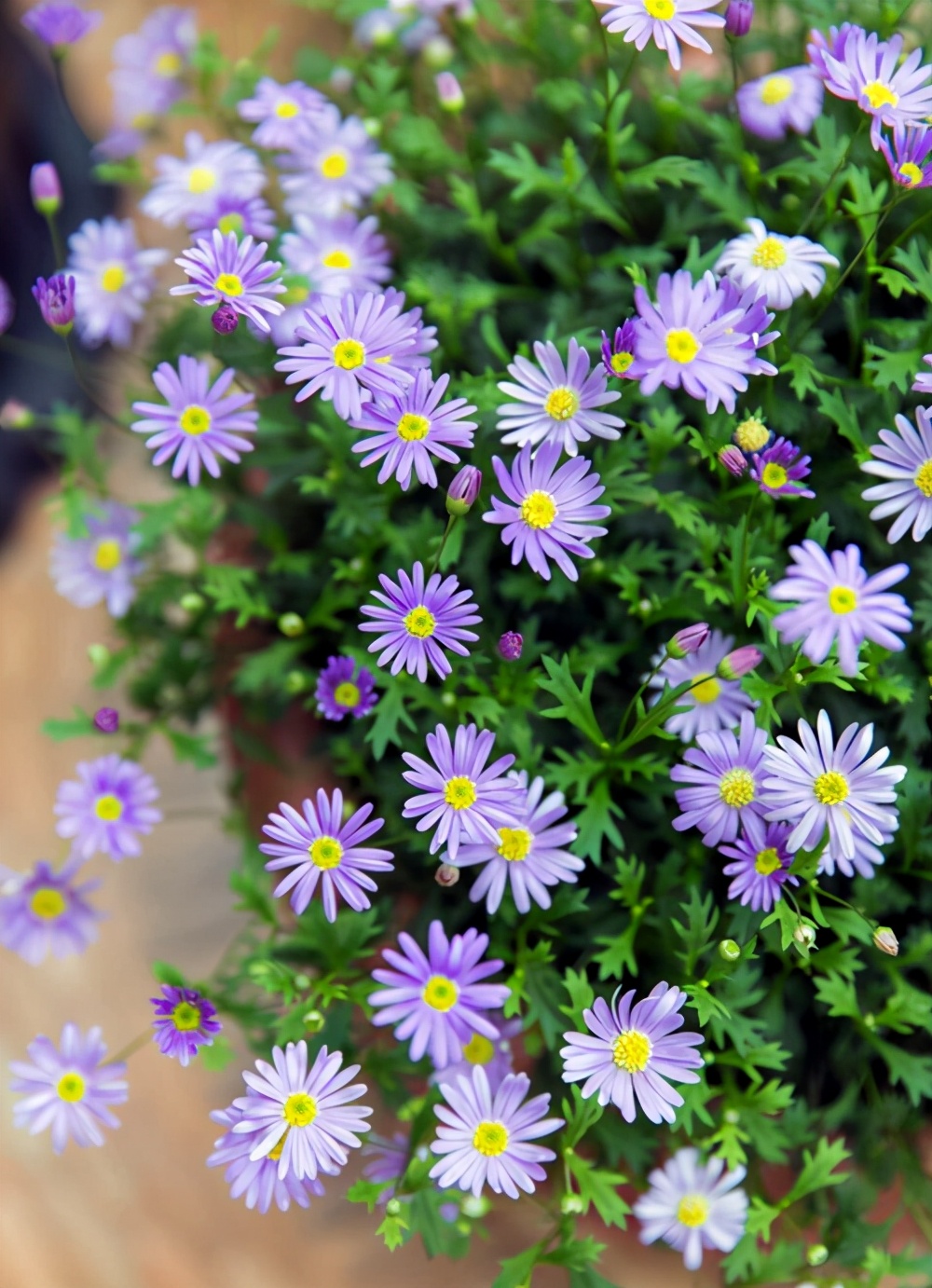 姬小菊的日常养护常见的病虫害该怎么预防