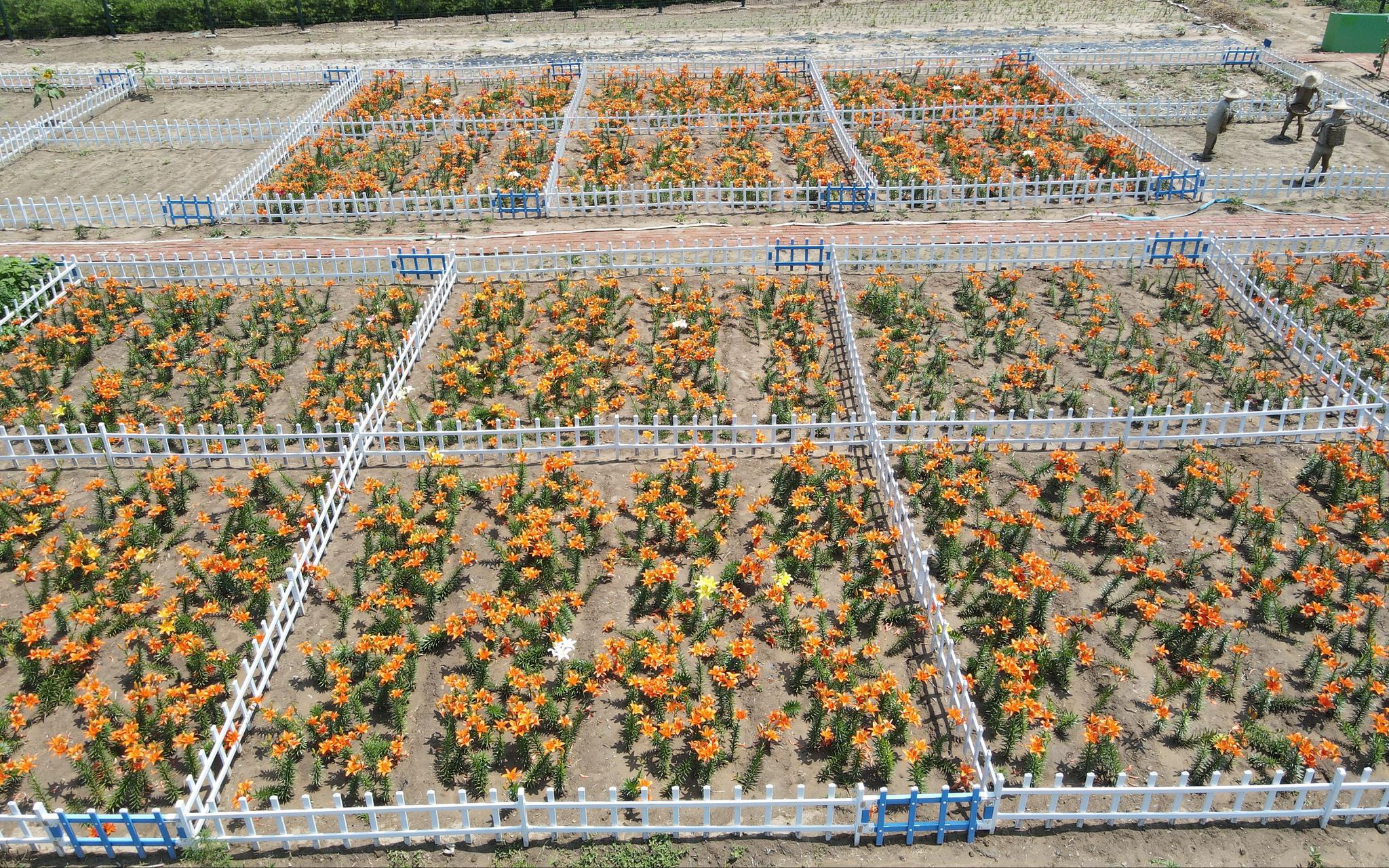 20万株五色百合绽放林间通州军屯村科技小院百合可食可赏