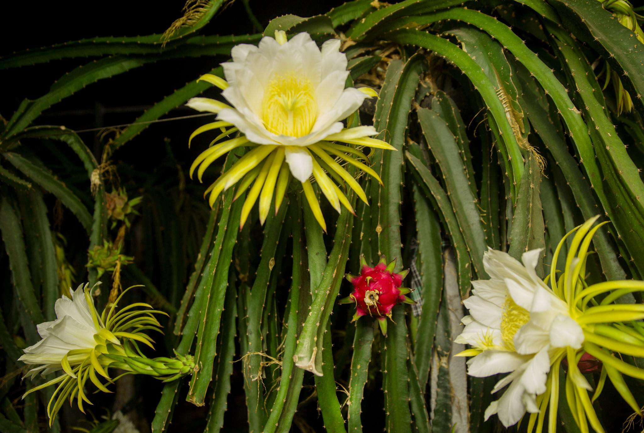 宁波:火龙果花开果农忙