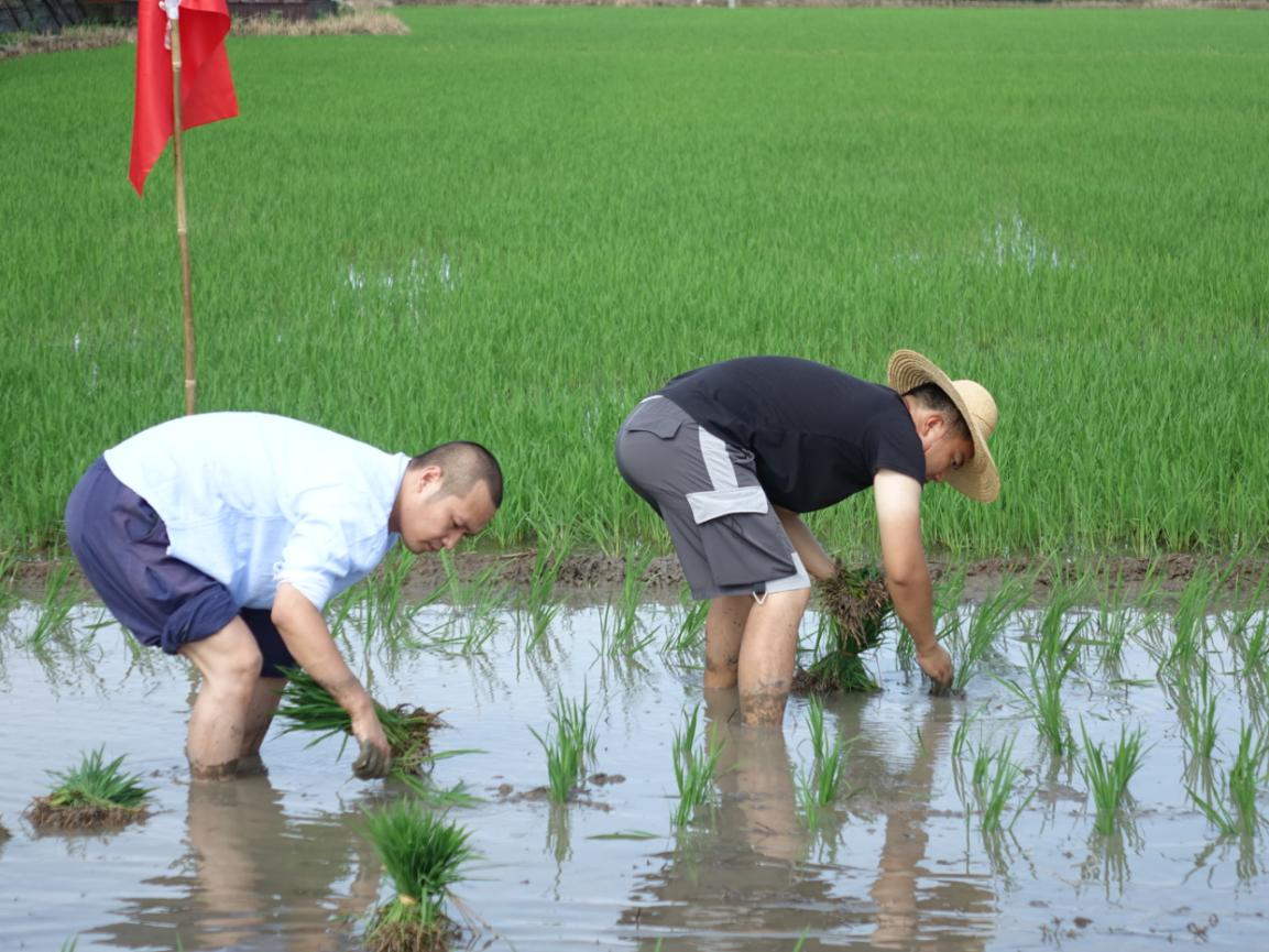 光脚下田插秧王江泾商会组织企业家体验传统农耕