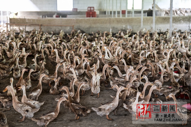 金华:新装增容变压器 让鸭子住上"空调房"