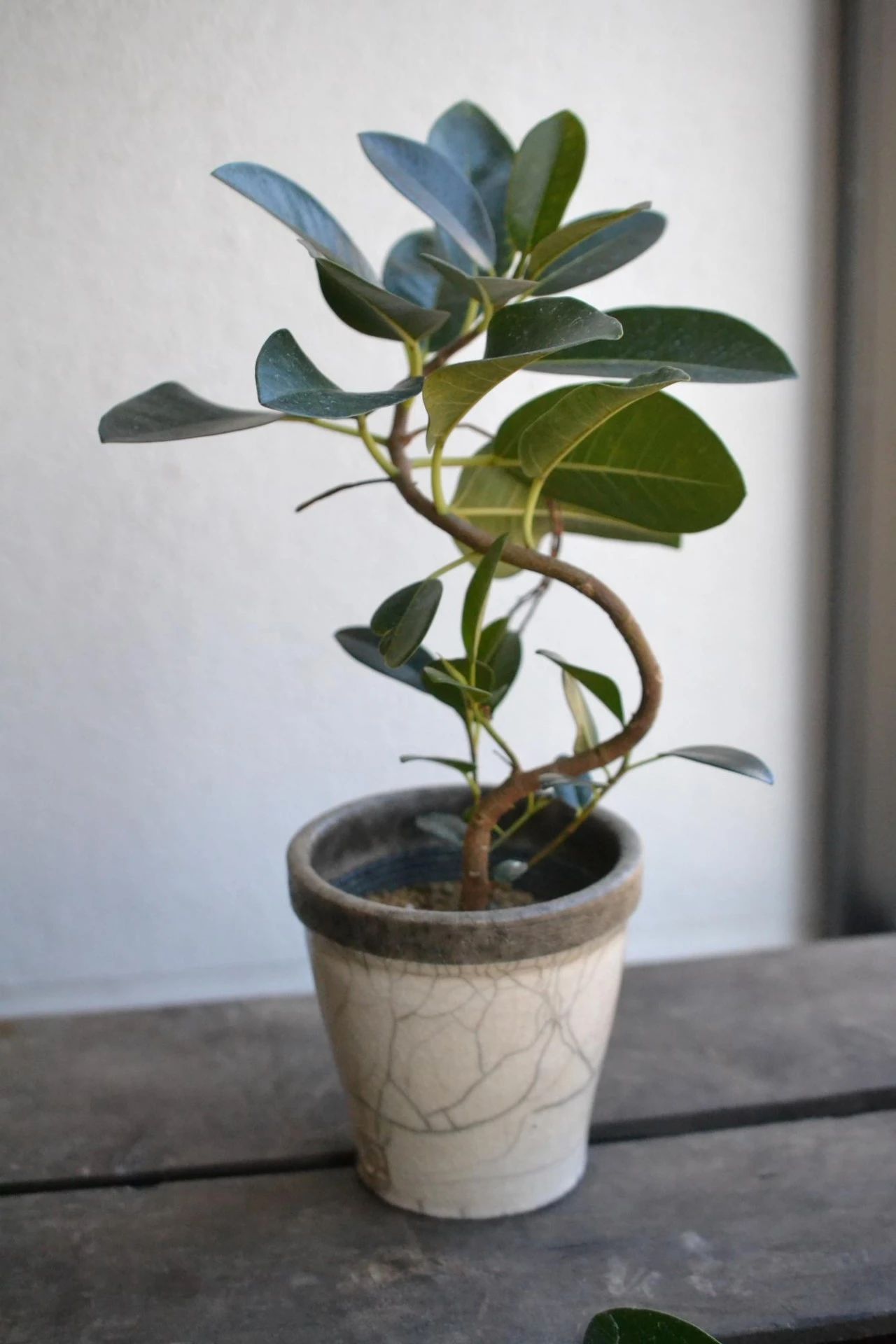 人气极高的7种室内观叶植物