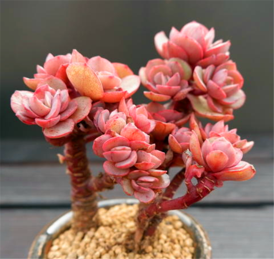 养护的火红多肉秀妍,做好"5个控",火红灿烂喜气洋洋