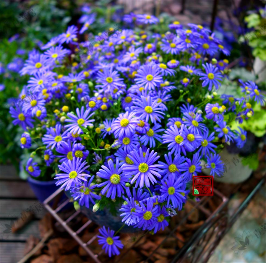 开花机器玛格丽特花做好4个多花开百朵开成大花球