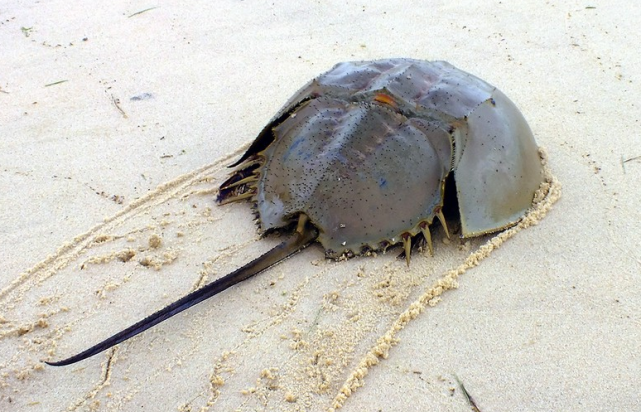 这种动物存在了几亿年,蓝色血液比黄金都贵,差点被人类吃到灭绝|鲎